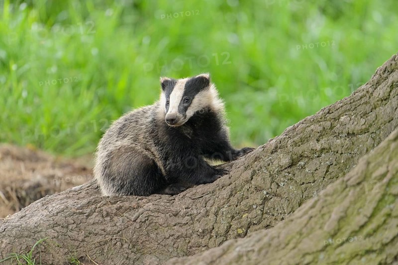Eurasian Badger