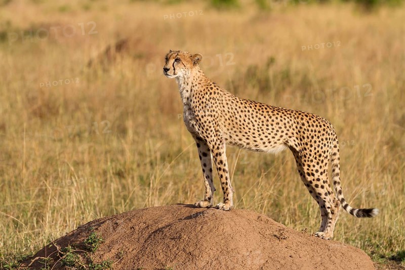 Acinonyx jubatus fearsoni
