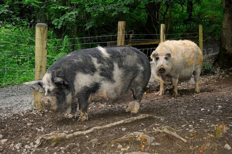 Domestic Pig