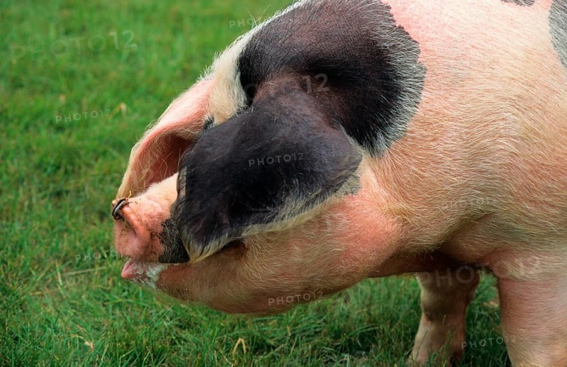 Domestic pig