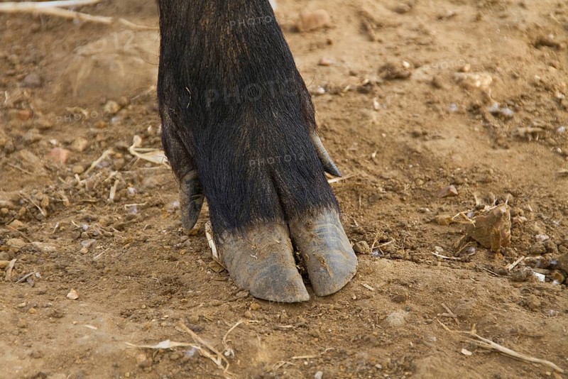 Pigs Trotters