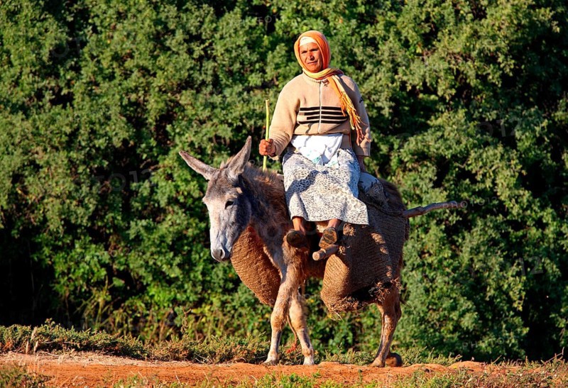 Donkey