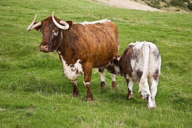Domestic cattle