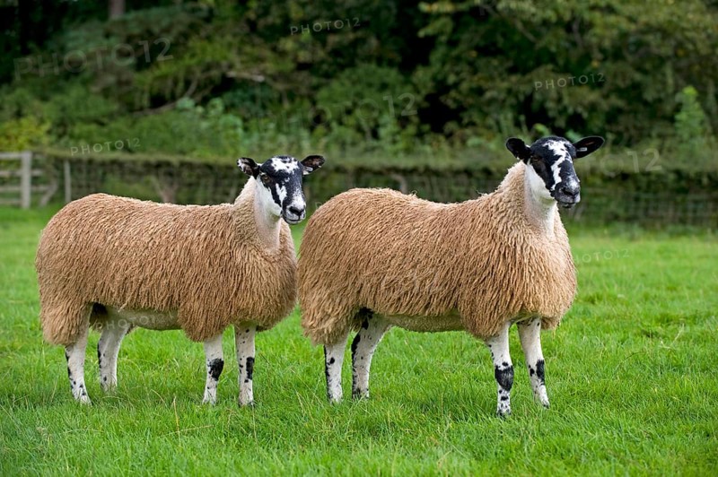 Domestic Sheep