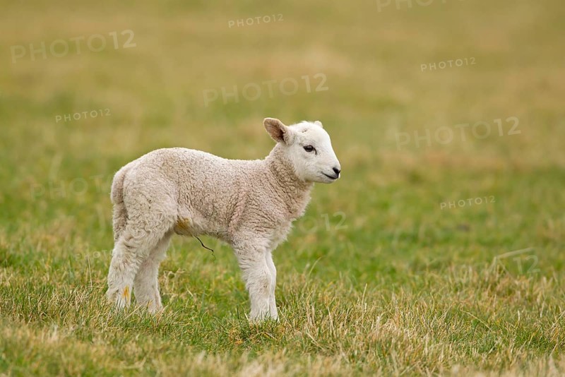 Domestic Sheep