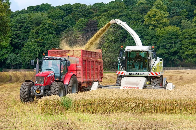 Claas forage harvester and Massey Ferguson tractor with wagon harvesting wholemeal wheat for animal feed