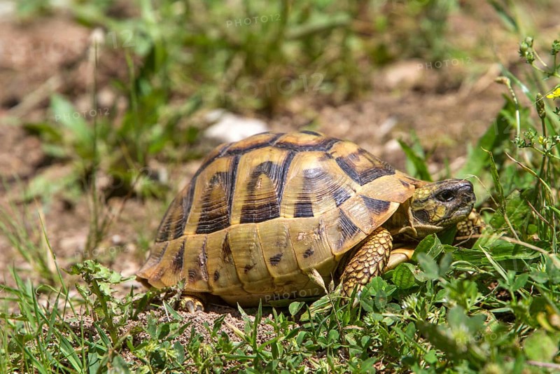 Greek tortoise