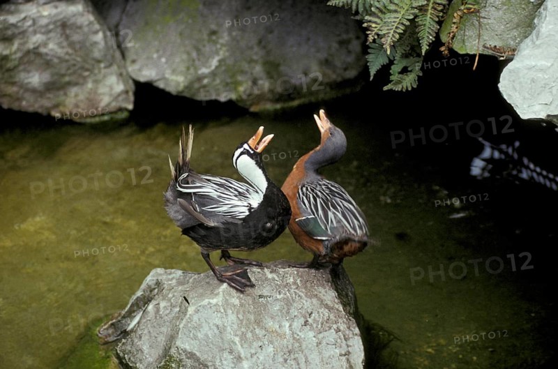 Torrent duck