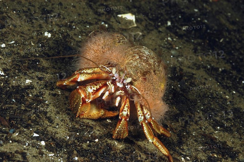 Common hermit crab