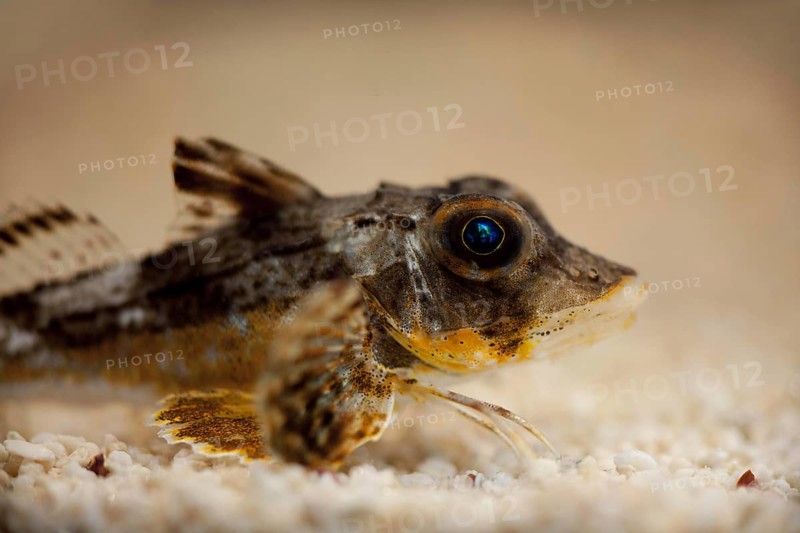 Trigla corax