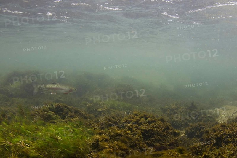 Rainbow trout