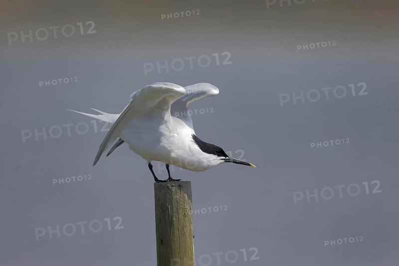 Sandwich Tern