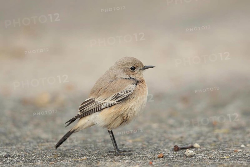 Desert Wheatear