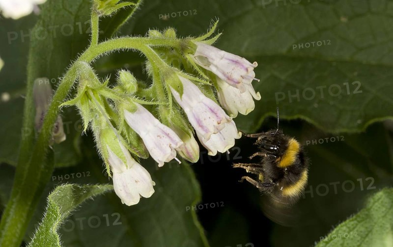 Meadow Bumblebee