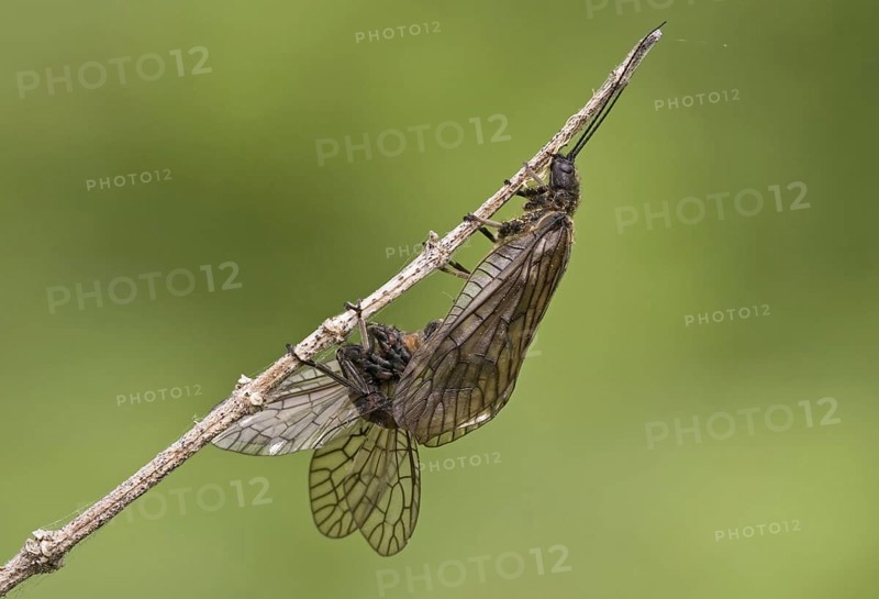 Alderfly