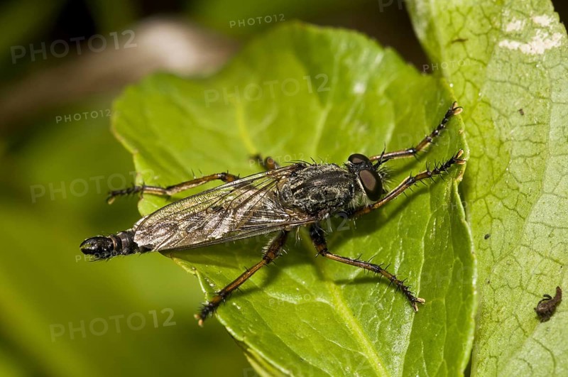 Robberfly