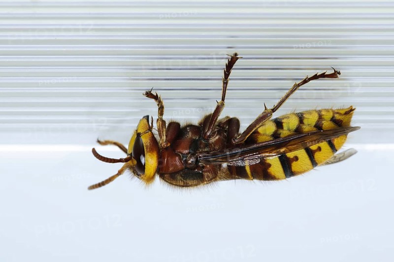 Hornet