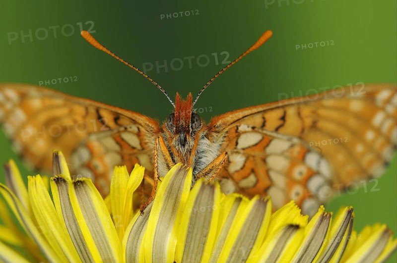 Scabiosa Fritillary