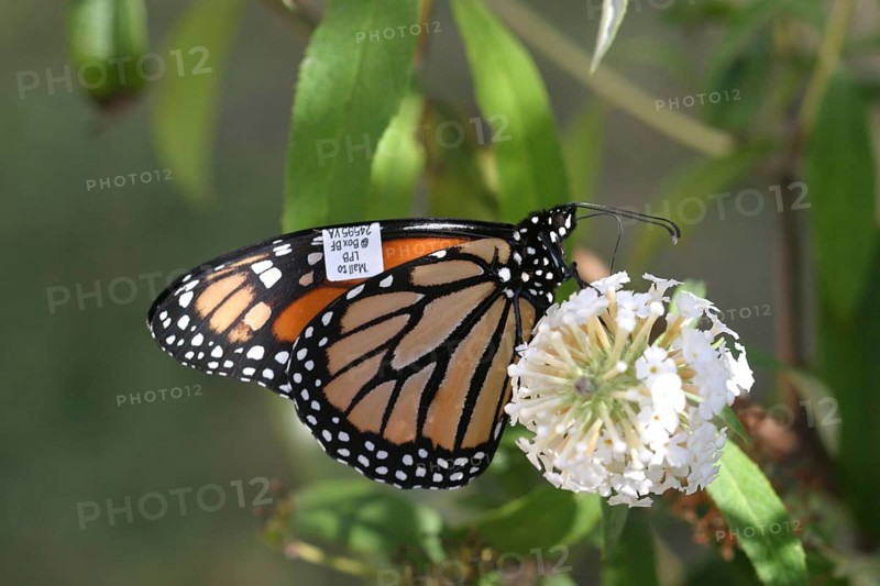 Monarch Butterfly