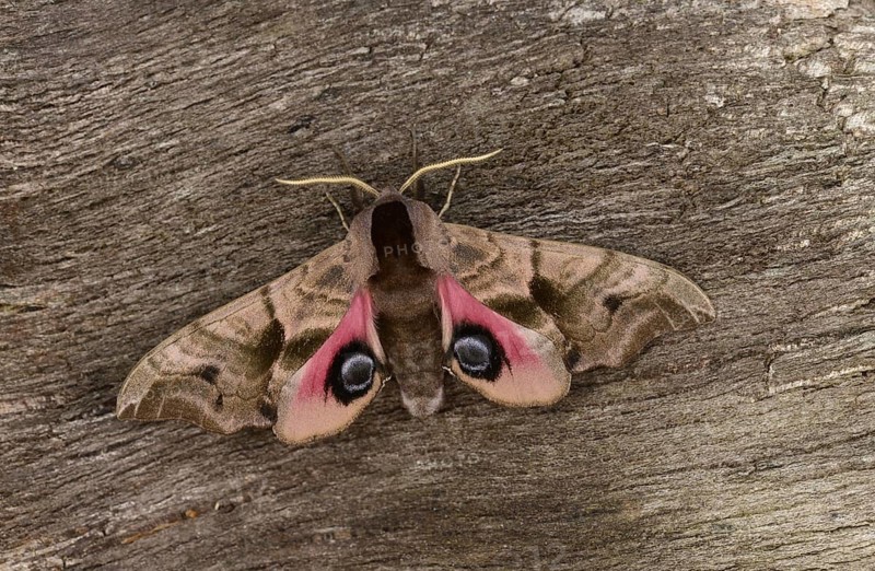Smerinthus ocellatus