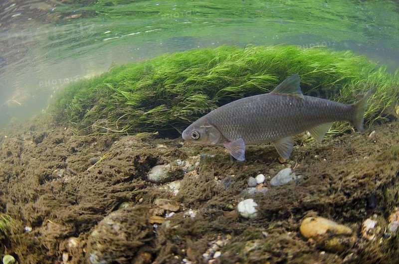 Common common dace