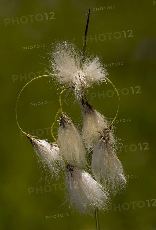 Flowering broad leaved cotton grass