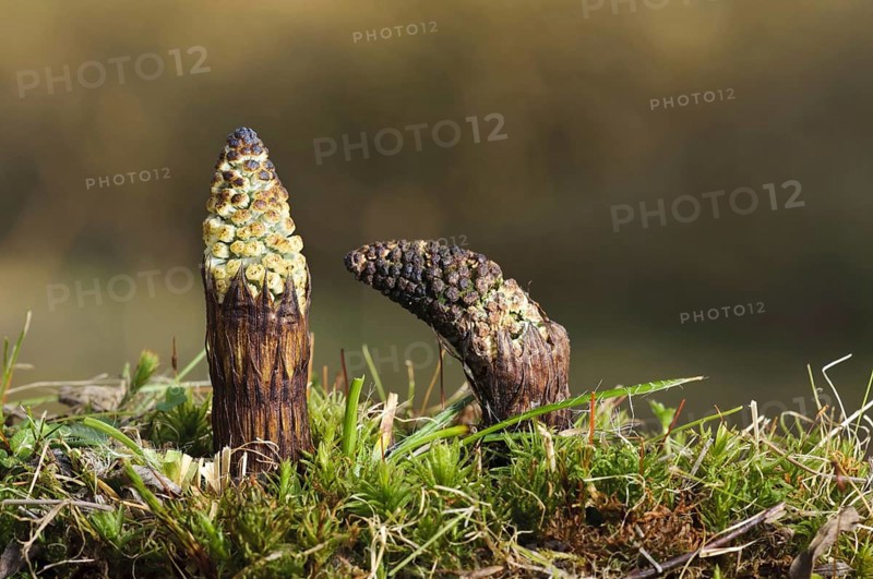 Field Horsetail