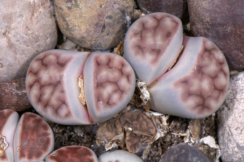 Living stone
