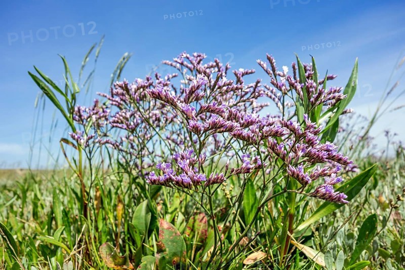 Common common sea lavender