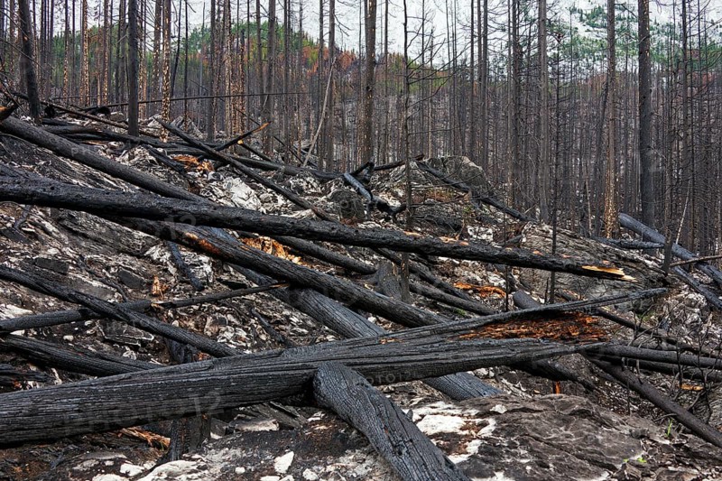 Charred logs burnt by forest fire