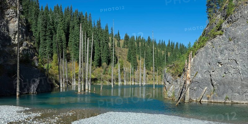 Dried trunks of