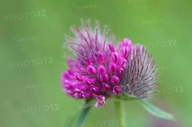 (Trifolium alpestre)