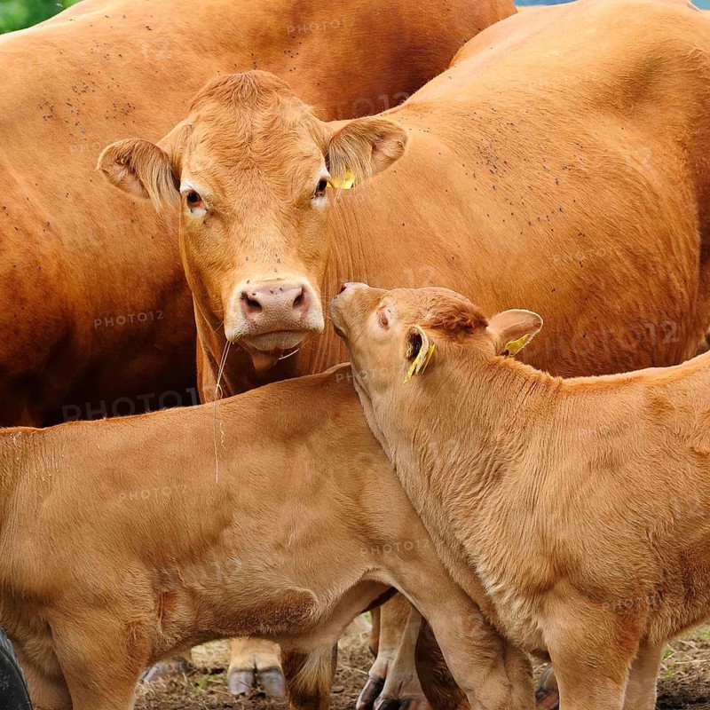 Murnau-Werdenfels cattle