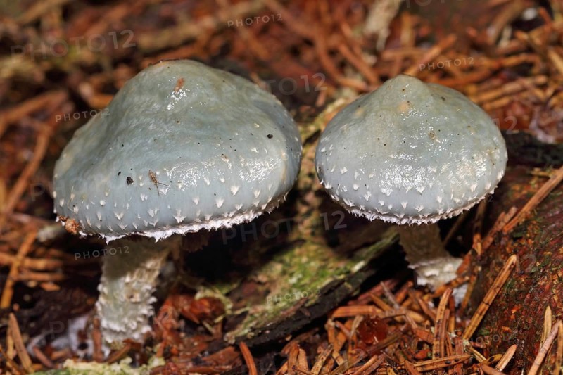 Verdigris mushroom