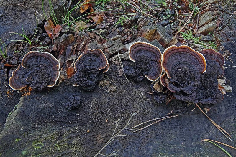 Rusty gill polypus