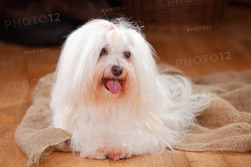 Coton de Tulear