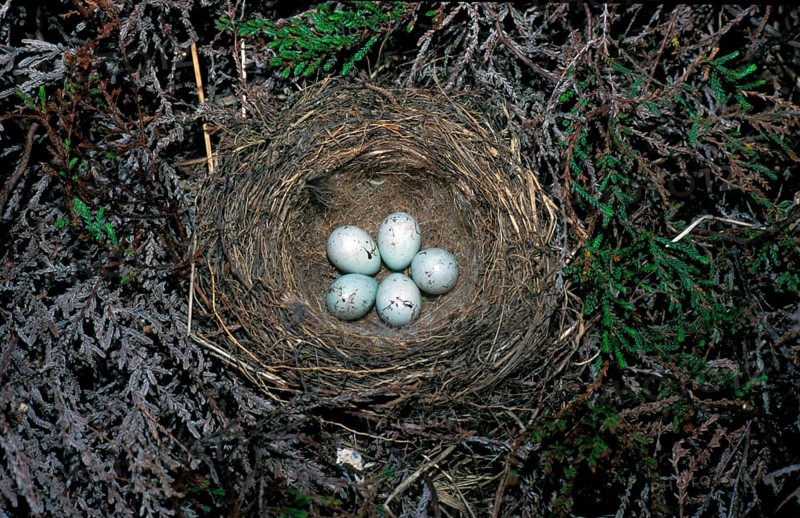 Twite