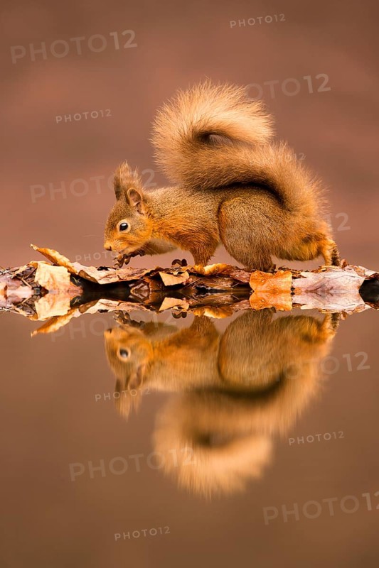 Eurasian red squirrel