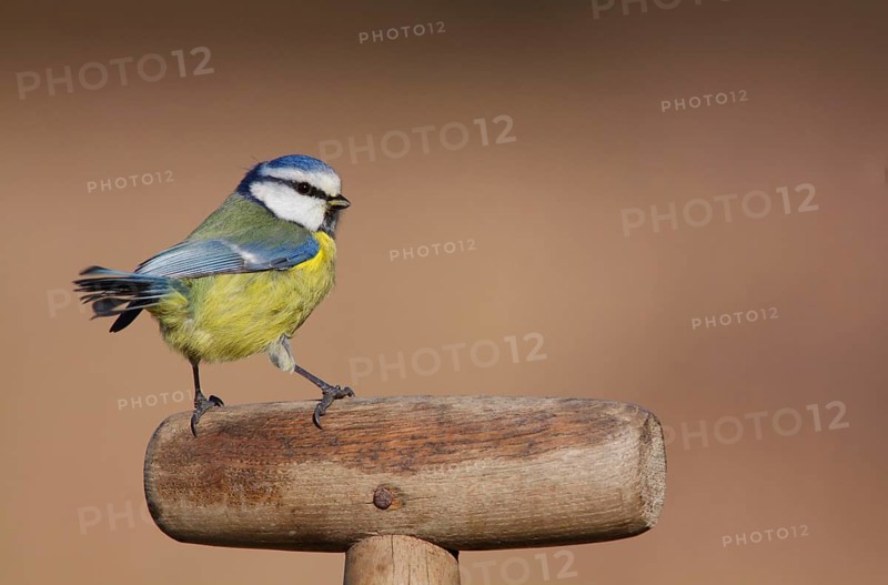 Blue Tit
