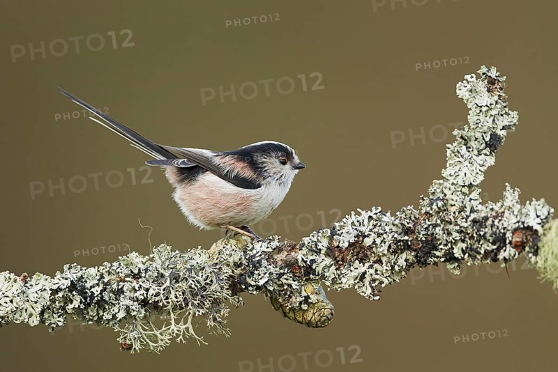 Long-tailed tit