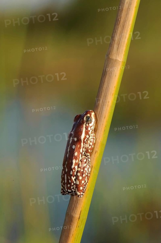 Marbled Reed Frog