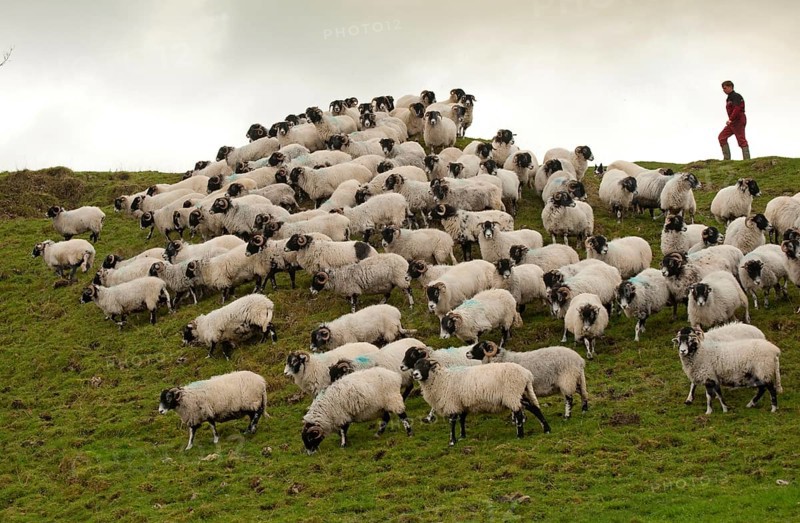Domestic sheep