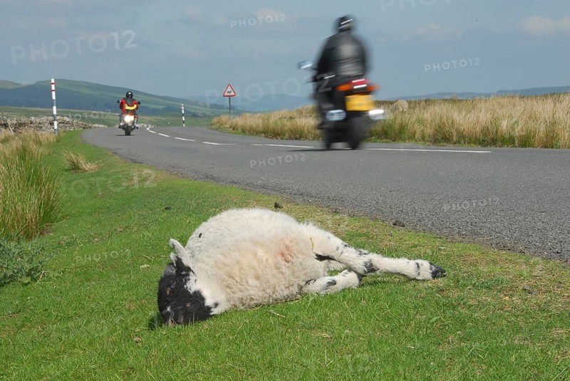 Domestic Sheep