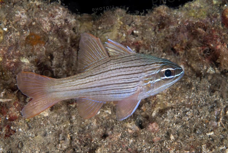 Many-lined Cardinalfish