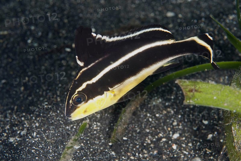 Painted sweetlips