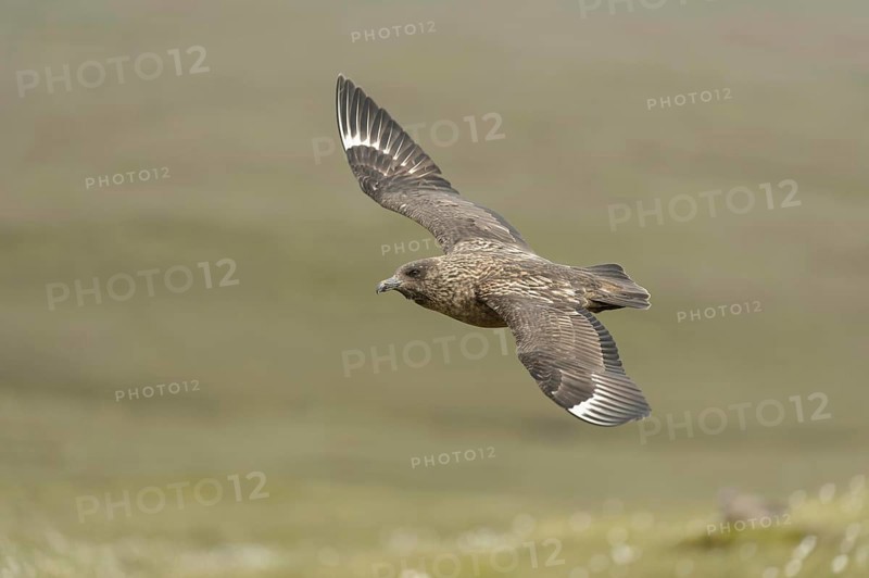 Great Skua