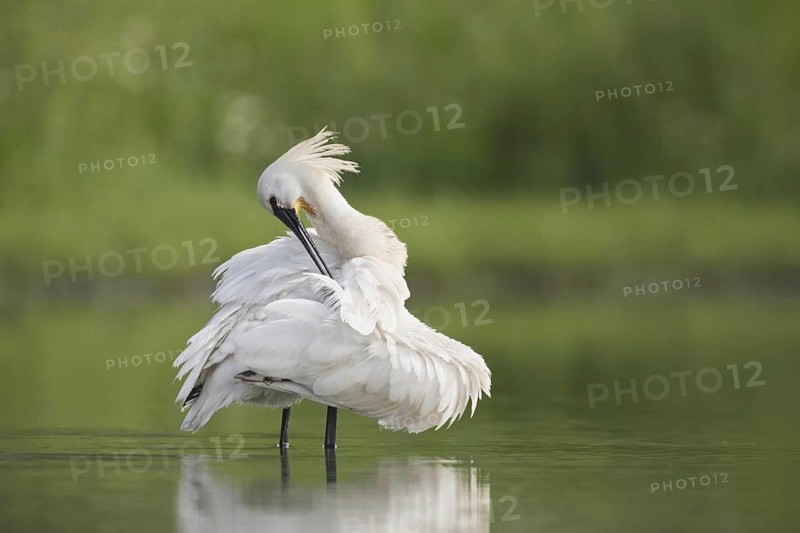 Eurasian spoonbill