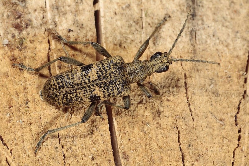 Adult black-spotted blackspotted pliers support beetle