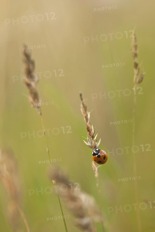 Seven-spot Ladybird