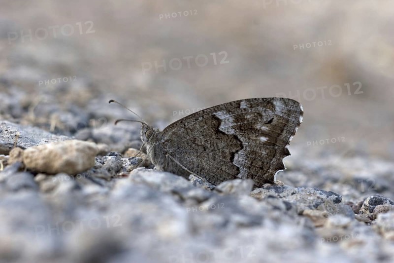 Brush-footed butterfly
